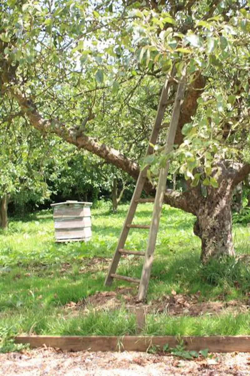 Garden - wild at Redhill rectory, A145 (photo 96)