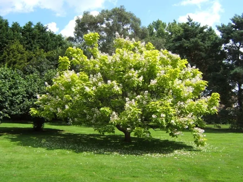 Garden at Contemporary home in Maidstone, K276 (photo 16)