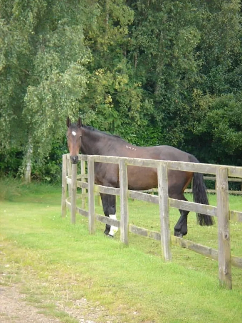 Countryside at Bury St Edmunds farmhouse & land, Q28 (photo 9)