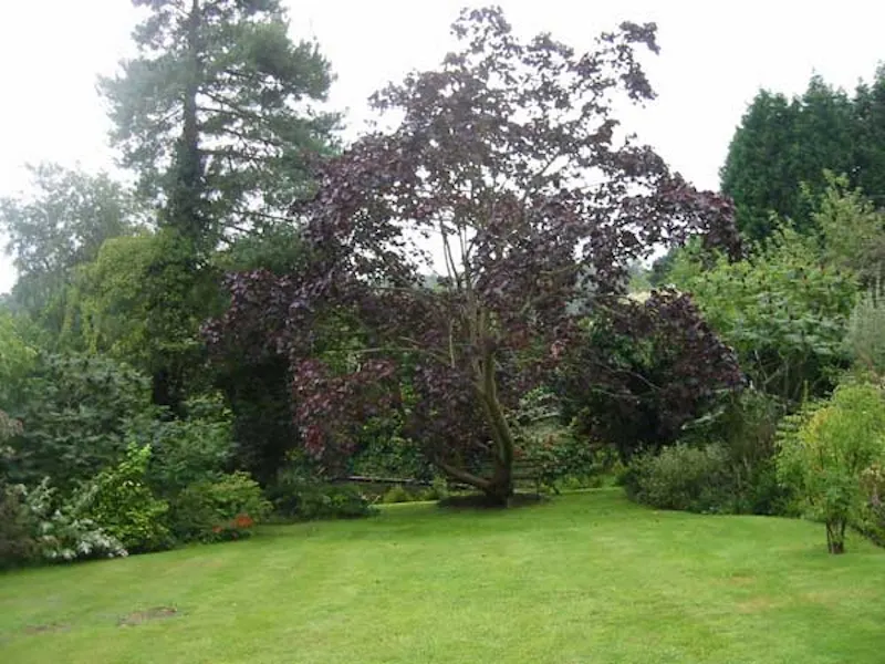 Garden at Nutley cube house, D1239 (photo 27)