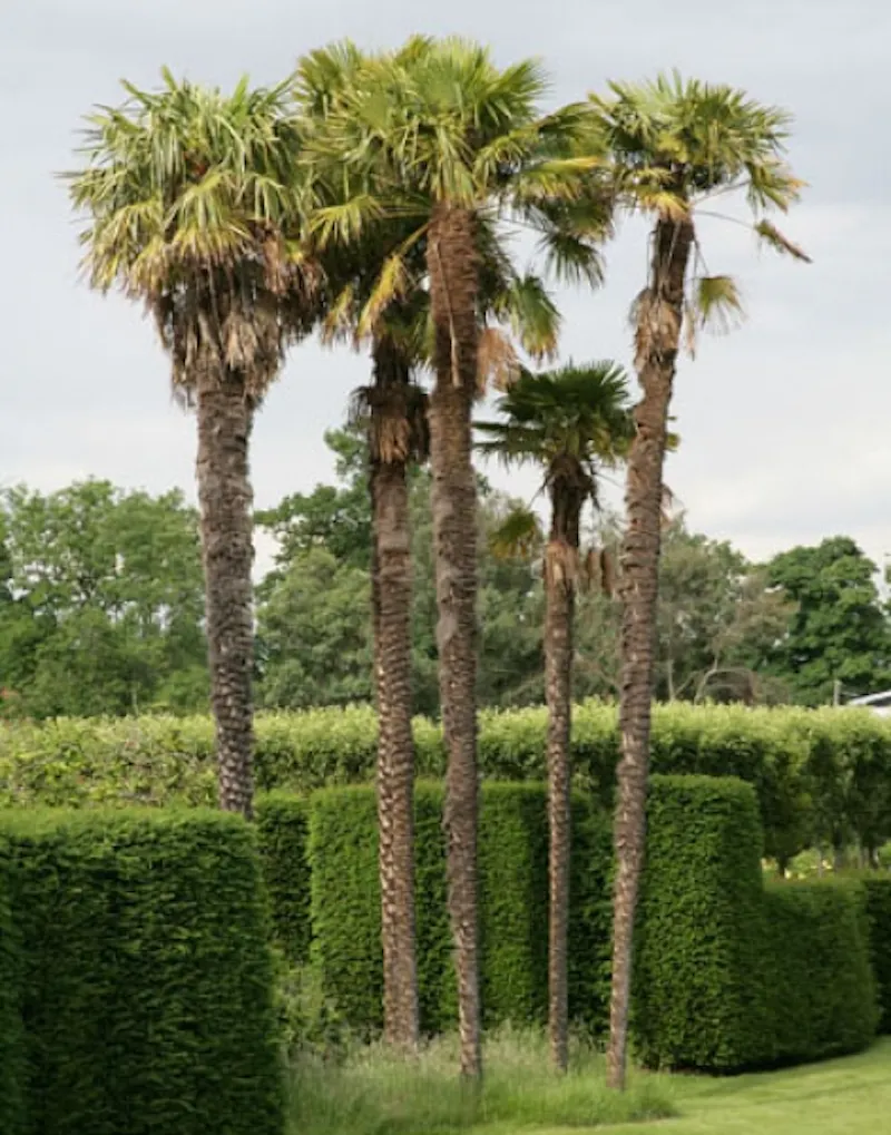 Guildford Elizabethan manor, M17 (photo 46)