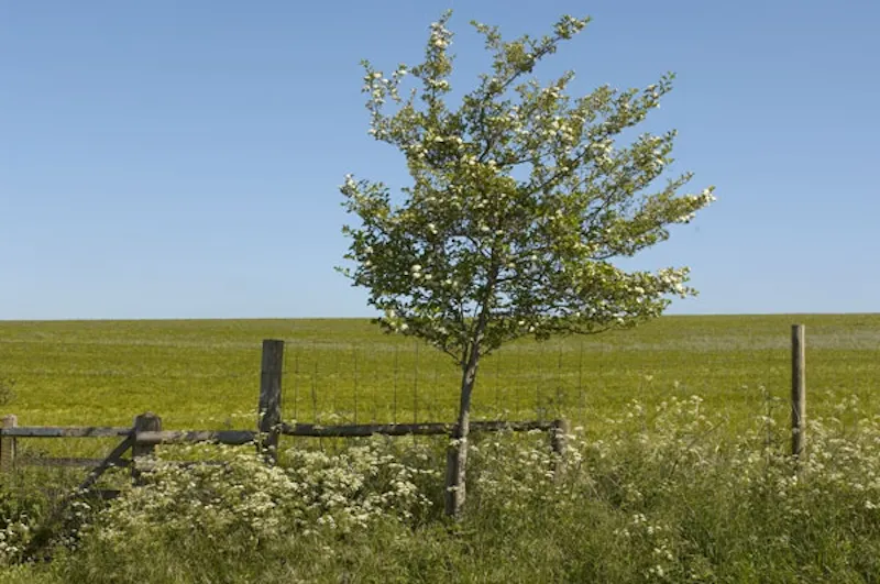 Salisbury clapboard farmland, L603 (photo 11)