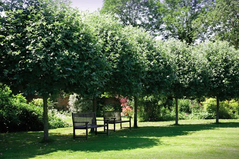 Garden at Cranbrook manor and museum, A31 (photo 9)