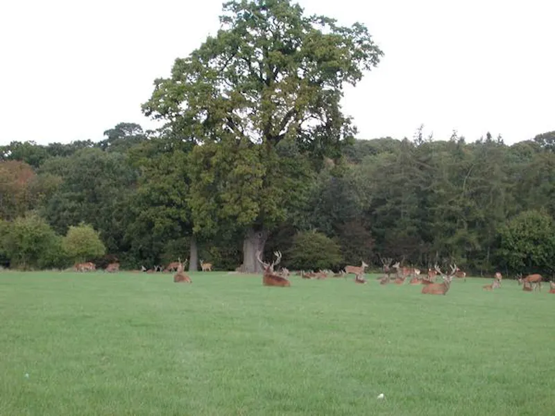 Grand Knebworth estate, G68 (photo 23)