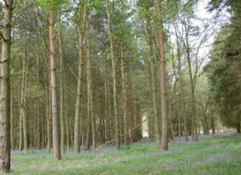 Grand Knebworth estate, G68 (photo 36)