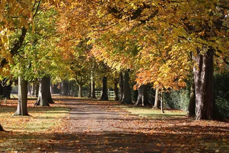 Driveway at Country house in Hitchin, B1473 (photo 6)