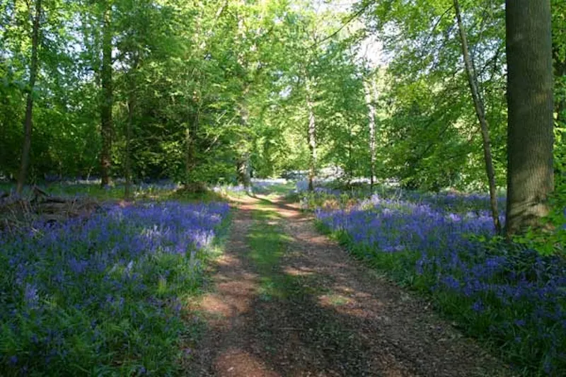 Woodland at Chandler's Cross country estate, A480 (photo 57)