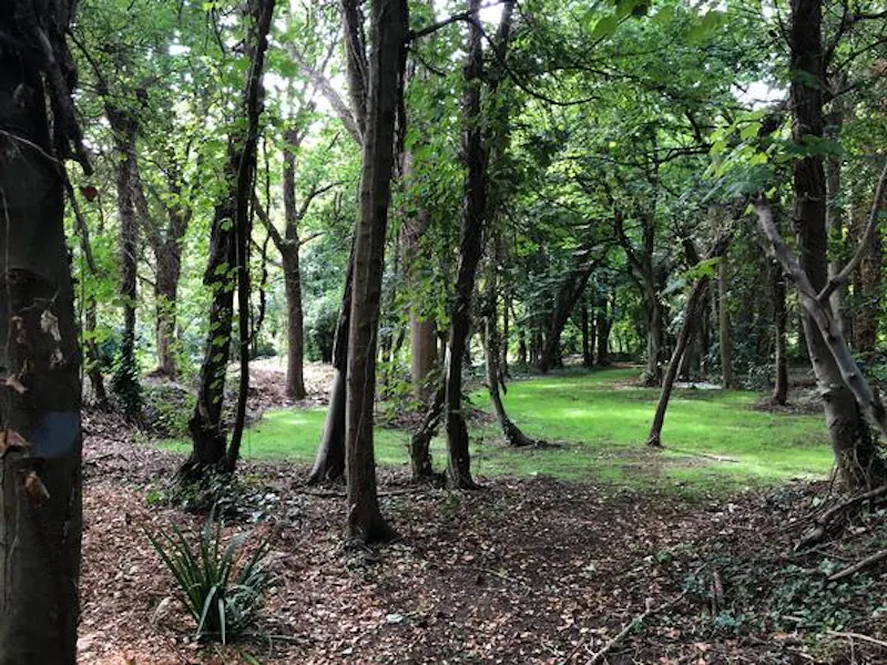 Woodland at Film location D1813 in Middlesex (photo 33)