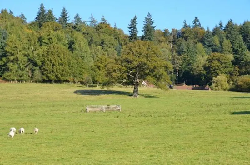 Woodland at Secluded Loxhill farmhouse, L436 (photo 27)