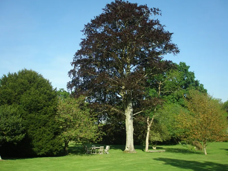 Detached house in Chiddingly, B1490 (photo 27)
