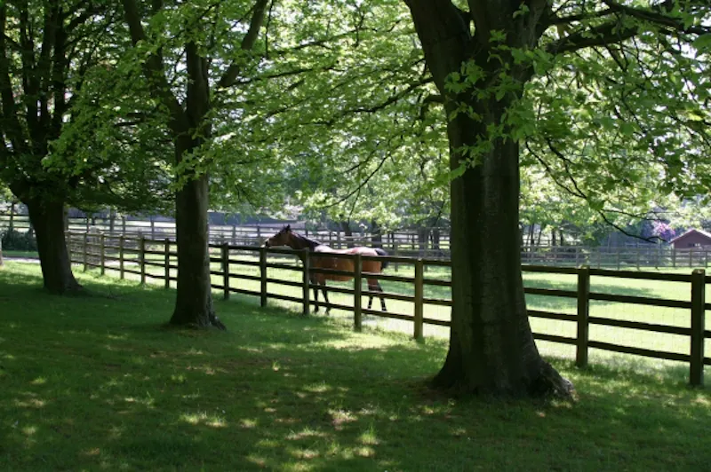 Extensive Heathfield estate, A1198 (photo 33)
