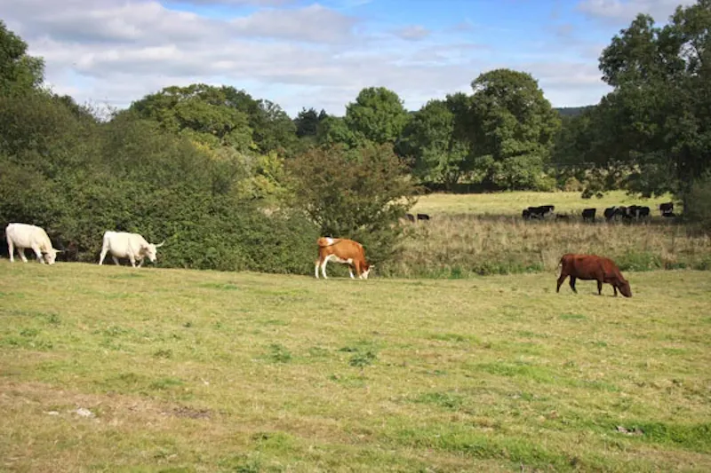 Cranleigh working farm, L612 (photo 44)