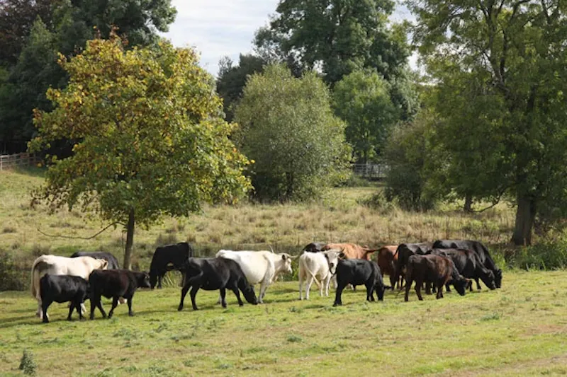 Cranleigh working farm, L612 (photo 45)