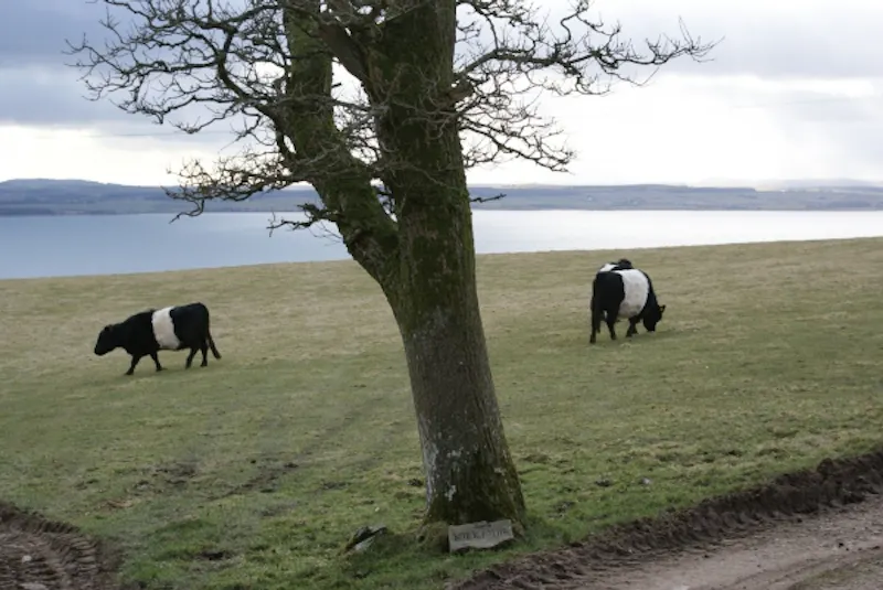 Coastal Scottish estate, A1230 (photo 22)
