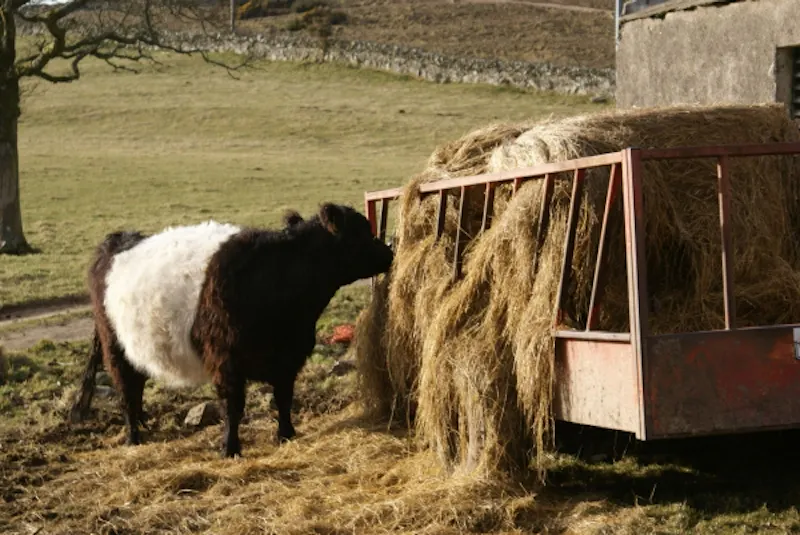 Coastal Scottish estate, A1230 (photo 23)