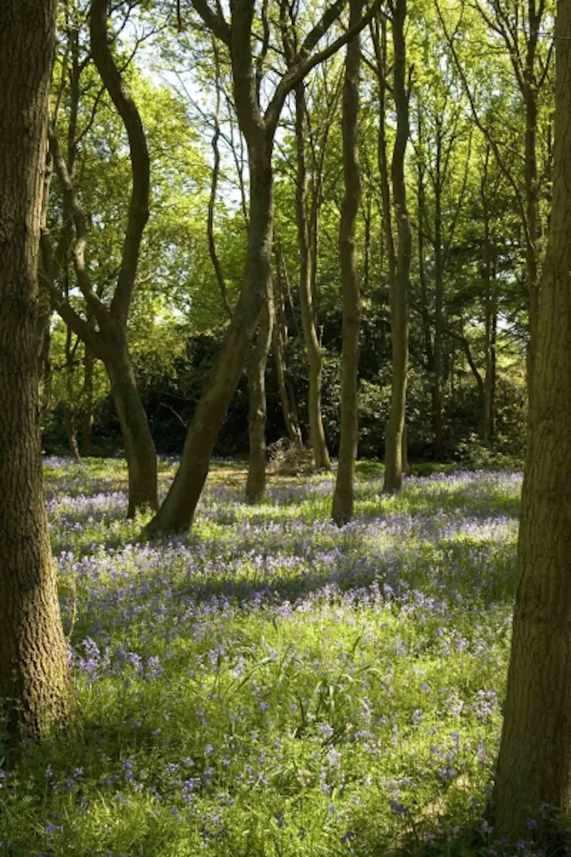 Countryside at Lutyens house in Newbury. , E20 (photo 12)