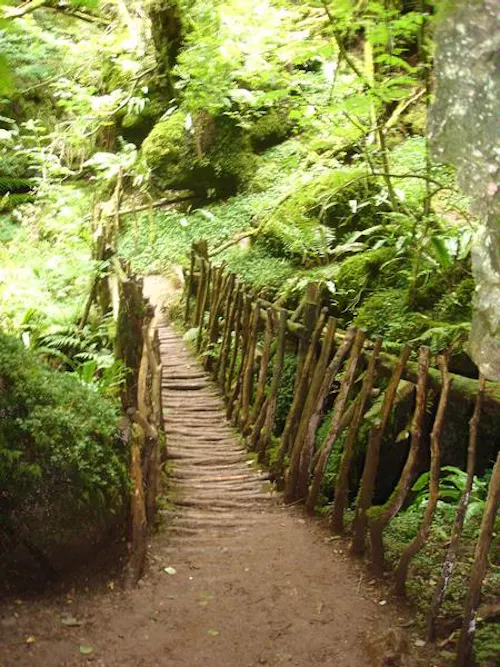 Forest of Dean woodand, W140