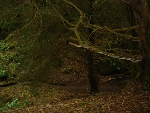 Forest of Dean woodand, W140