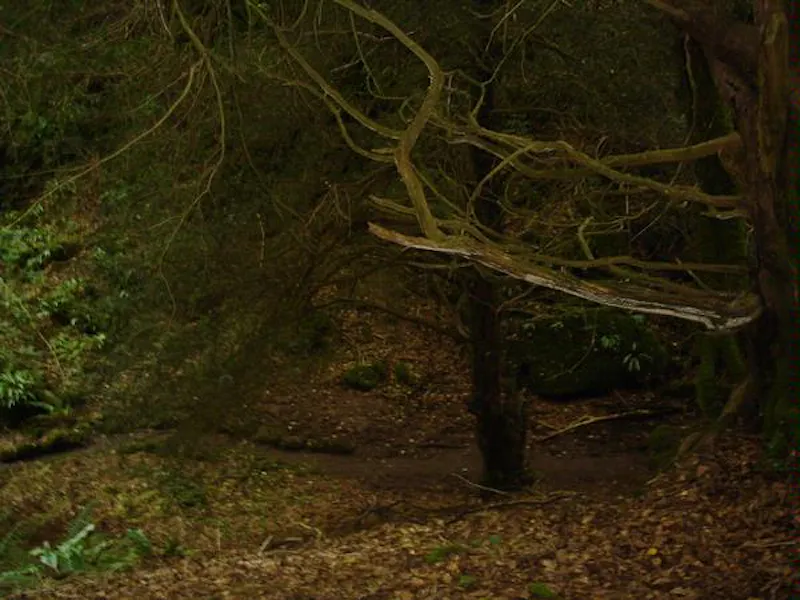 Forest of Dean woodand, W140 (photo 2)