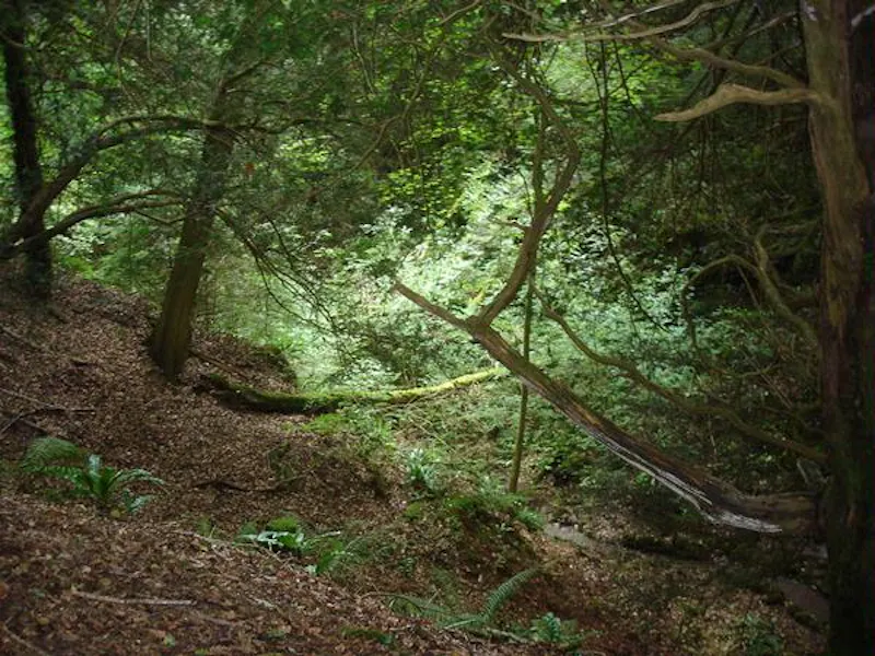 Forest of Dean woodand, W140 (photo 4)