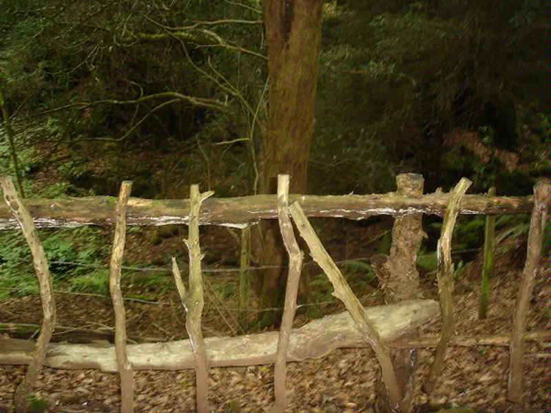 Forest of Dean woodand, W140 (photo 5)