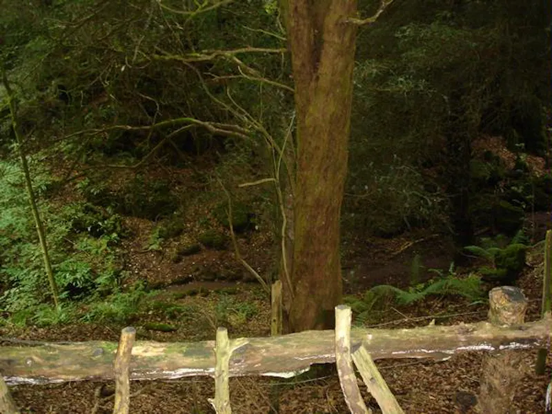 Forest of Dean woodand, W140 (photo 6)