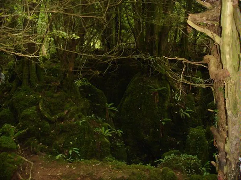 Forest of Dean woodand, W140 (photo 8)