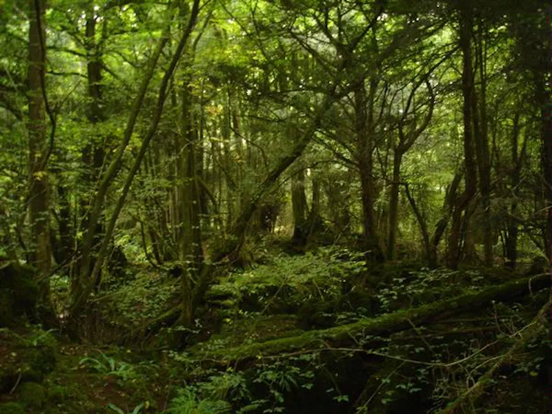 Forest of Dean woodand, W140 (photo 9)