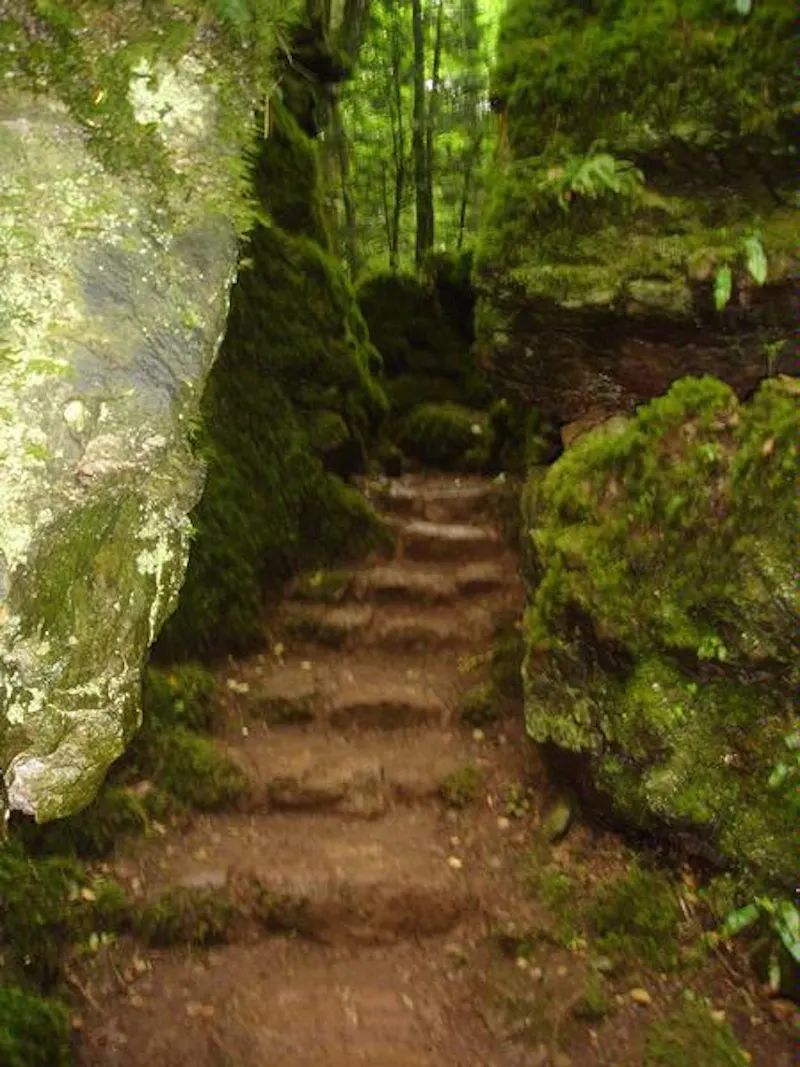 Forest of Dean woodand, W140 (photo 10)