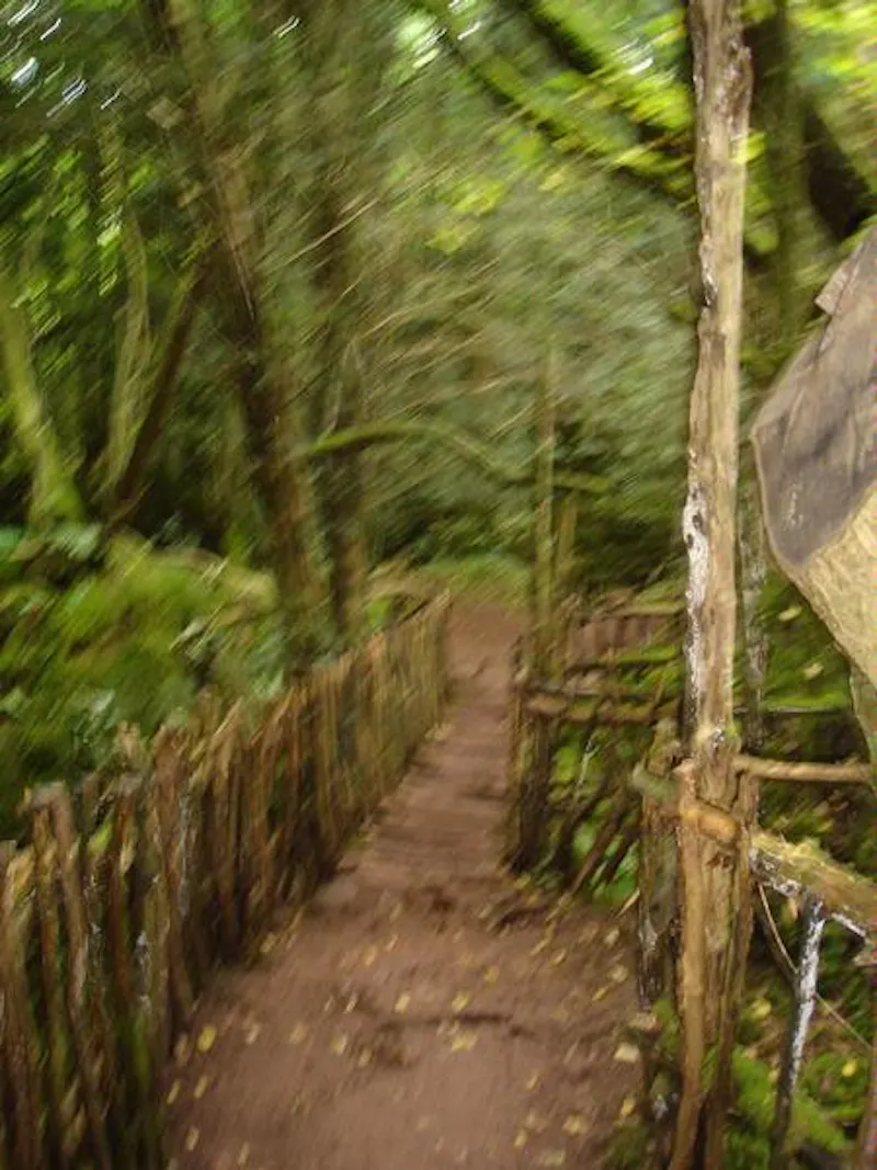 Forest of Dean woodand, W140 (photo 11)