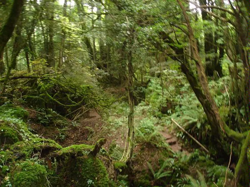 Forest of Dean woodand, W140 (photo 12)