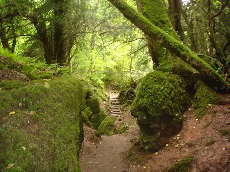 Forest of Dean woodand, W140 (photo 13)