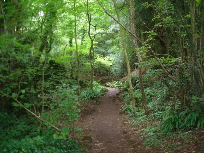 Forest of Dean woodand, W140 (photo 14)