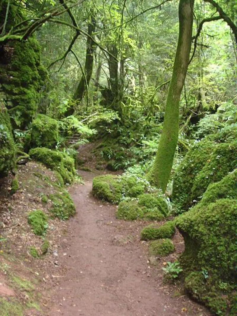 Forest of Dean woodand, W140 (photo 15)