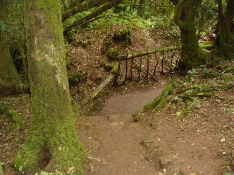 Forest of Dean woodand, W140 (photo 16)