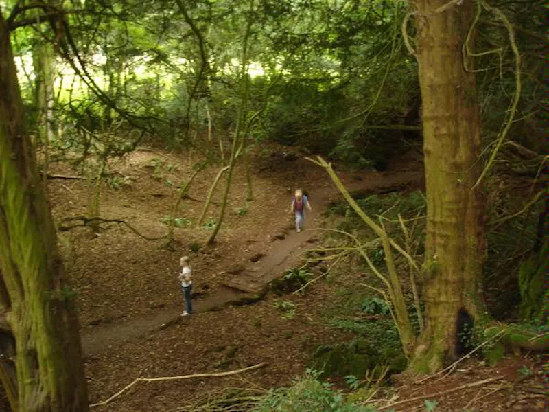 Forest of Dean woodand, W140 (photo 17)