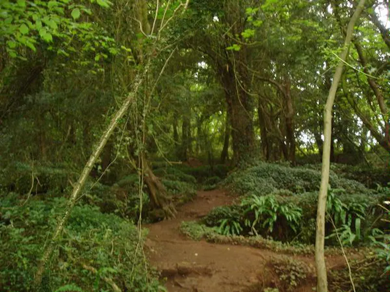 Forest of Dean woodand, W140 (photo 18)