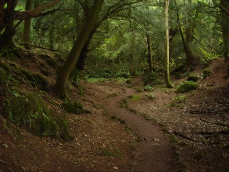 Forest of Dean woodand, W140 (photo 19)
