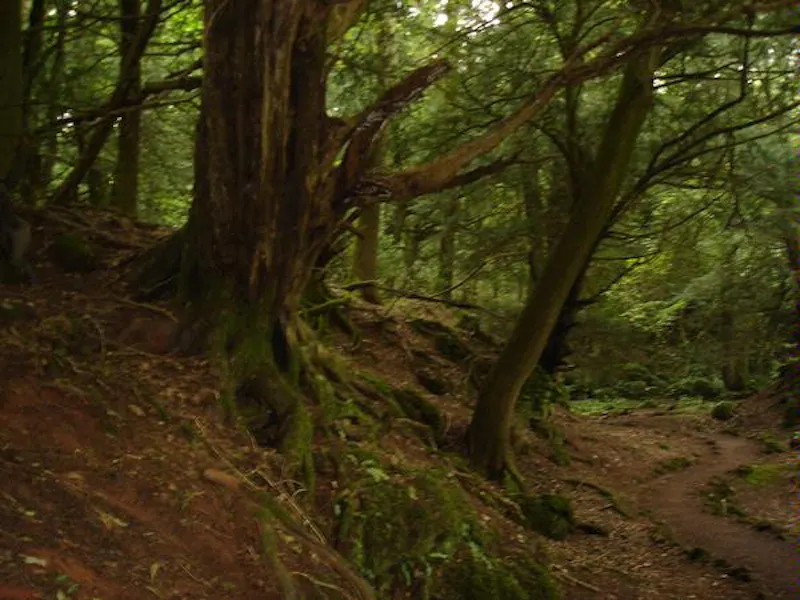 Forest of Dean woodand, W140 (photo 20)