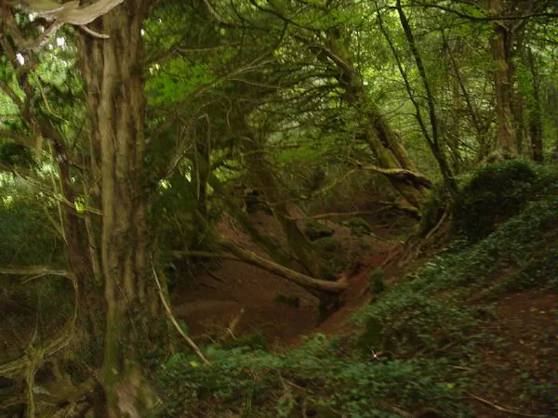 Forest of Dean woodand, W140 (photo 21)