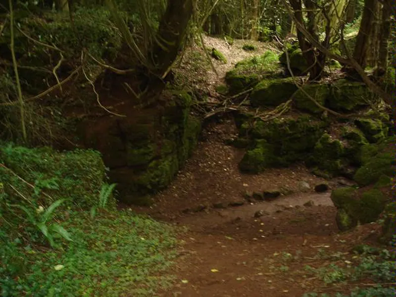 Forest of Dean woodand, W140 (photo 22)