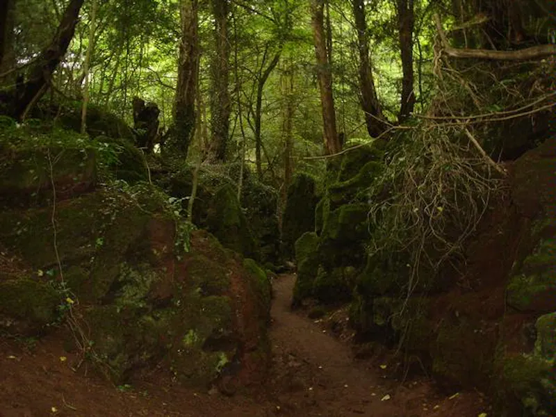 Forest of Dean woodand, W140 (photo 23)