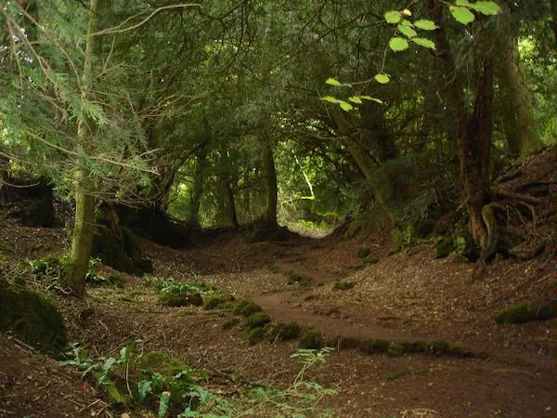 Forest of Dean woodand, W140 (photo 24)