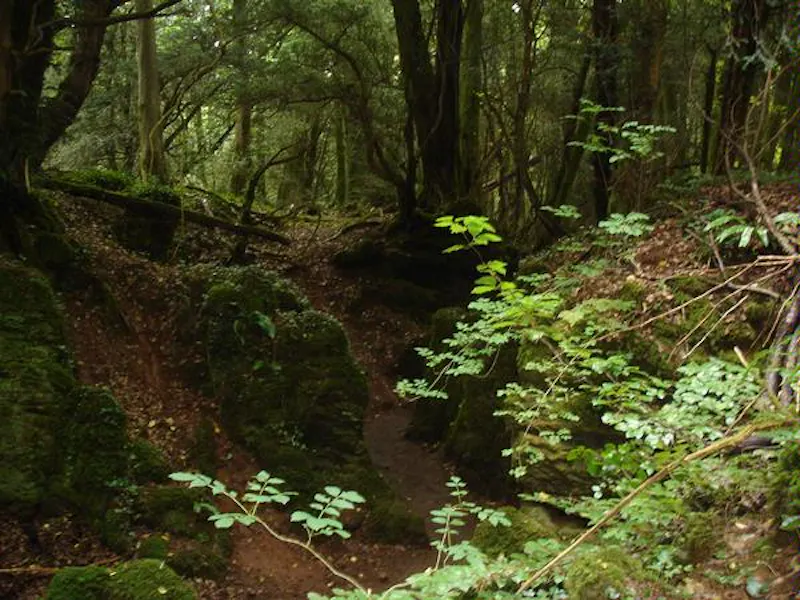 Forest of Dean woodand, W140 (photo 25)