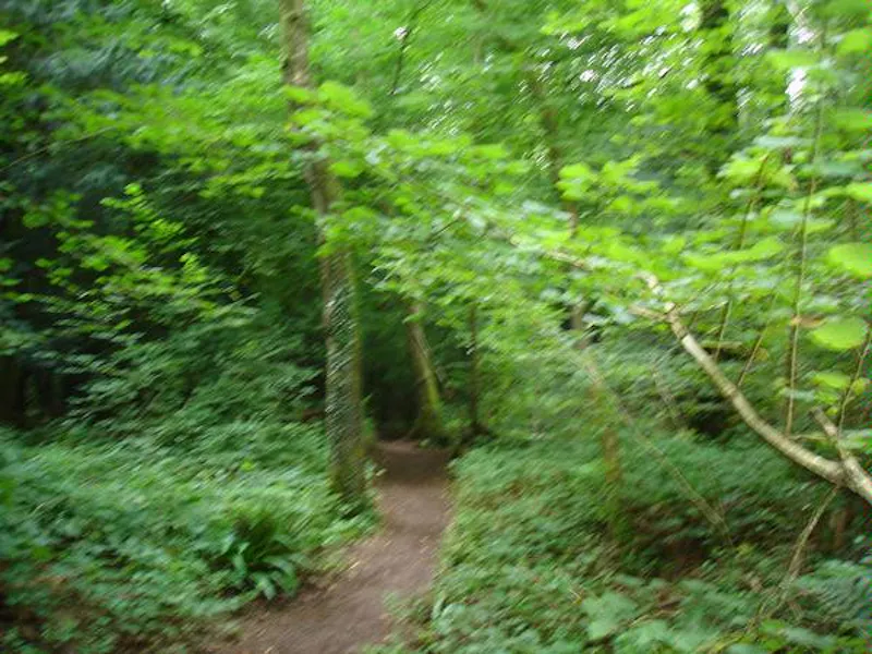 Forest of Dean woodand, W140 (photo 27)