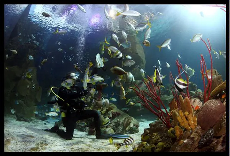 Large aquarium in Plymouth, Q47 (photo 7)