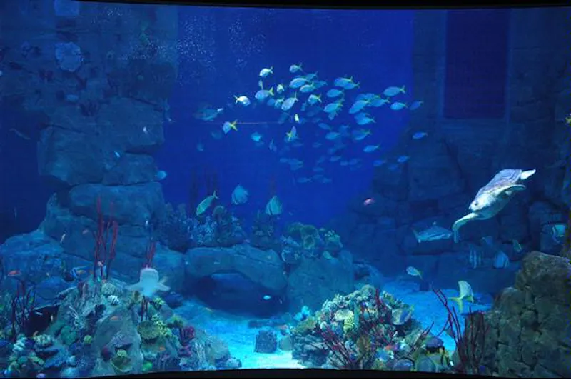 Large aquarium in Plymouth, Q47 (photo 9)