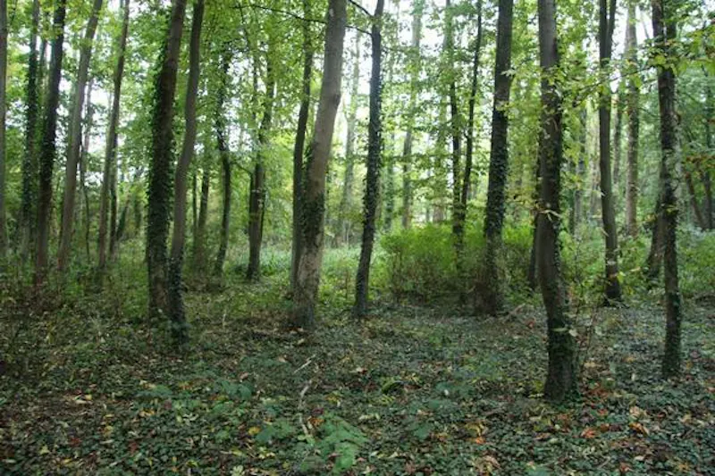 Woodland at Country estate in Markbeech, B1526 (photo 88)