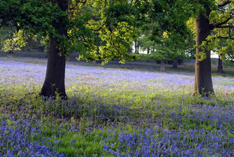 Woodland at Opulent castle in Ledbury, G273 (photo 33)