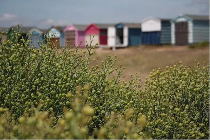 Hayling Island beach hut, C819 (photo 12)